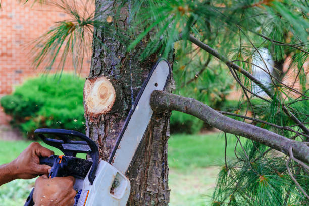 Trusted Maple Park, IL Tree Care Services Experts